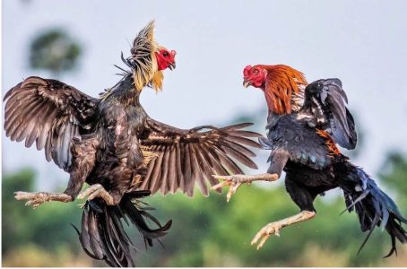 Tại sao nên chọn nhà cái AA88 để chơi Đá gà cựa dao?