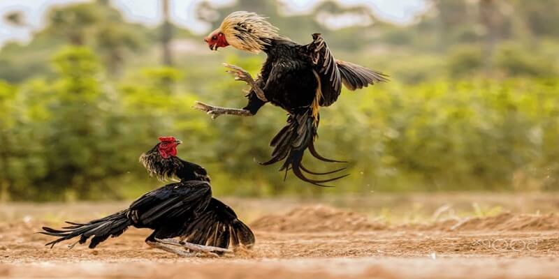 Lịch Sử và Nguồn Gốc Đá gà Trực Tiếp Trường 67