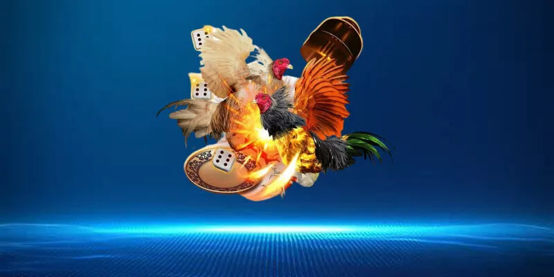 Những Lợi Ích Khi Chơi Gà Đá Tại AA88