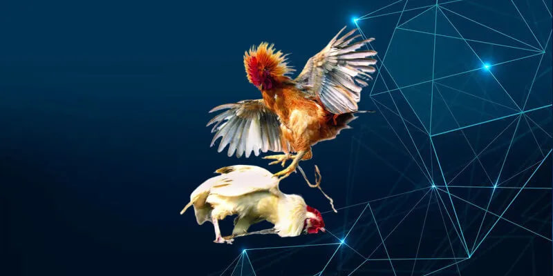 Cá Cược Gà Đá Tại Nhà Cái AA88