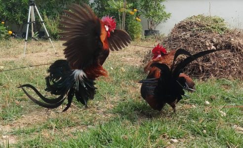 Trải Nghiệm Chơi Đá Gà Thomo Tại Nhà Cái 88aa