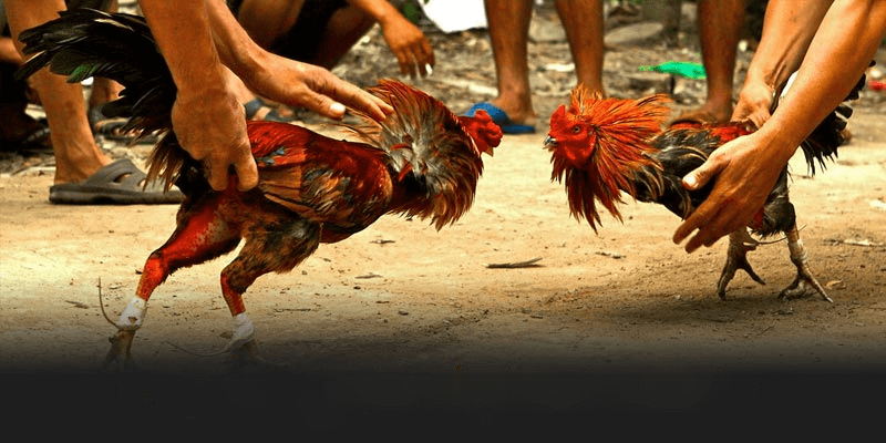 Khám Phá Thế Giới Đá Gà Thomo Tại Nhà Cái AA88