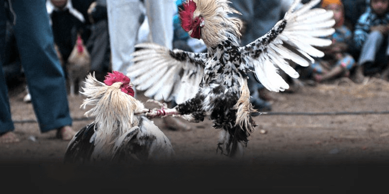 Những Yếu Tố Ảnh Hưởng Đến Trận Đá Gà Thomo