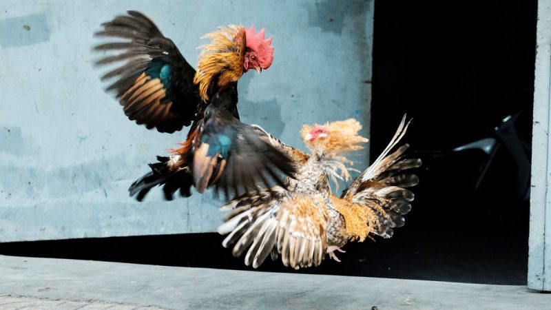 Kinh Nghiệm Chơi Đá Gà Thomo Hiệu Quả